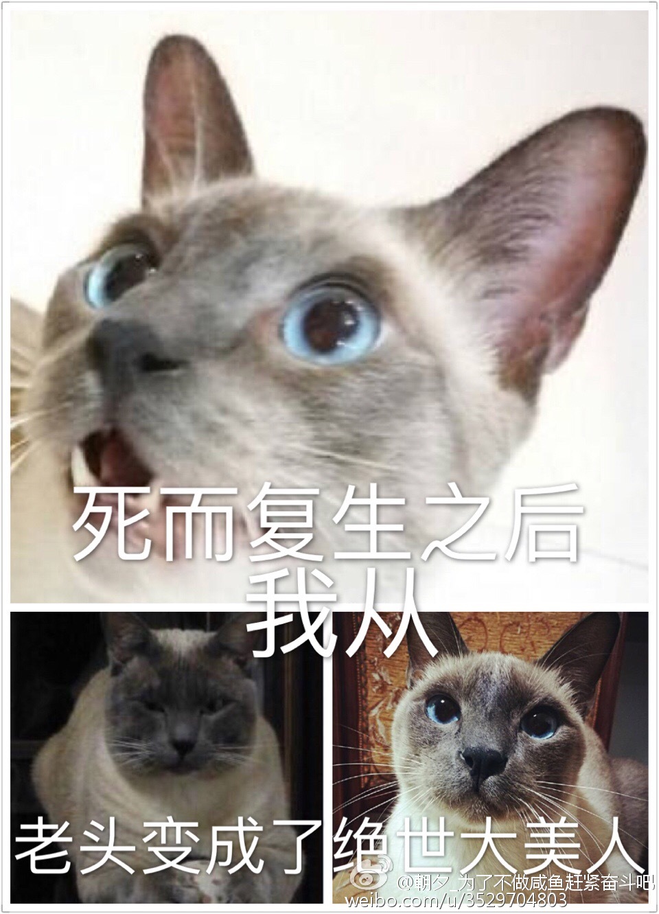 死而复生之后我从老头变成了绝世大美人结局