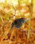 星耀娱乐圈